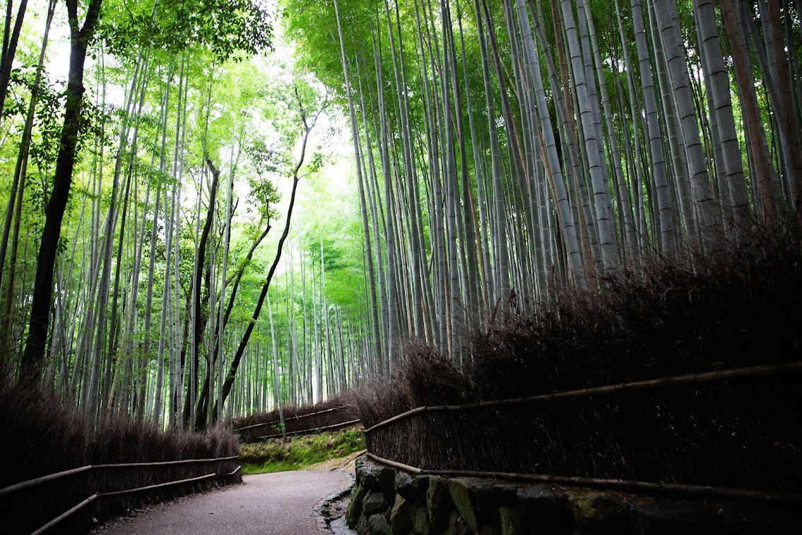  観光タクシーで京都4時間観光|竹林(嵐山)