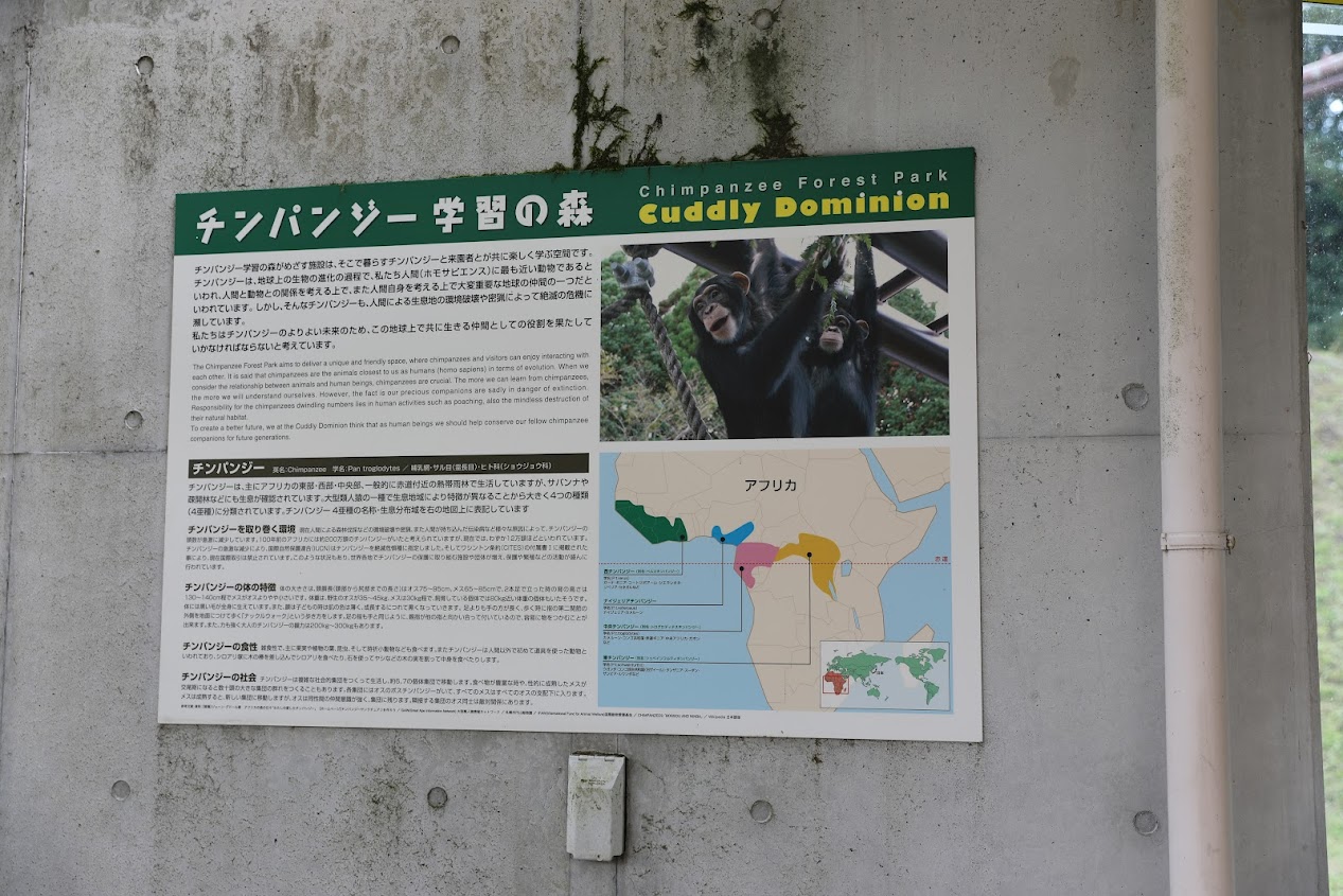 カドリー・ドミニオンに行きました。|チンパンジー学習の森